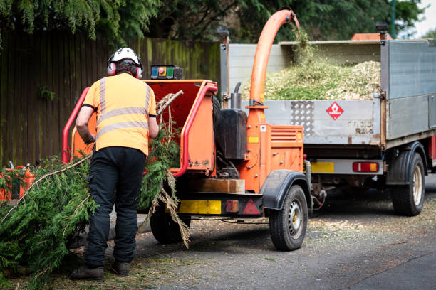 Best Hazardous Tree Removal  in Collierville, CA