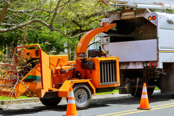 Best Seasonal Cleanup (Spring/Fall)  in Collierville, CA