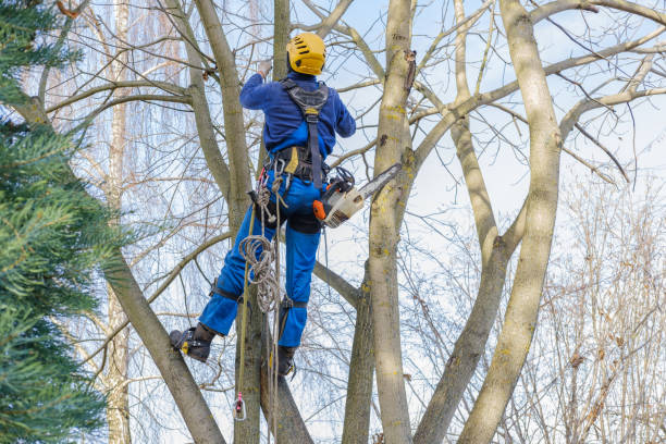 How Our Tree Care Process Works  in  Collierville, CA