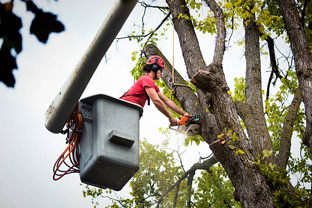 Best Hedge Trimming  in Collierville, CA