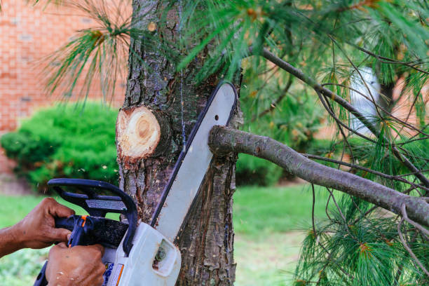 Best Tree Disease Treatment  in Collierville, CA